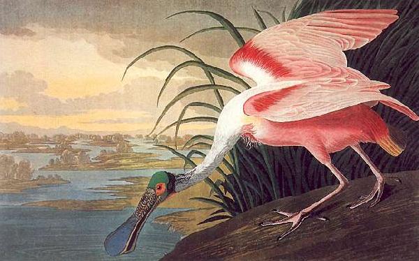 John James Audubon Roseate Spoonbill Sweden oil painting art